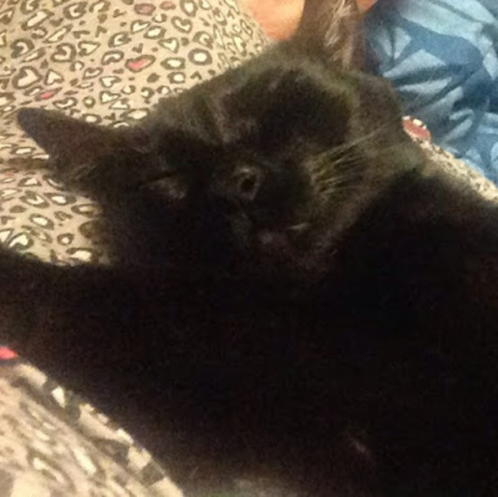 Meet your Posher, Abigail